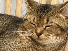 -楼上猫咖(罗湖店)