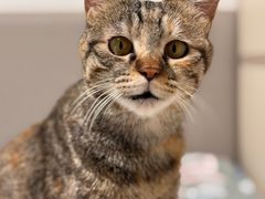 -达爱动物医院·犬猫分区·CT·复杂眼科(远洋山水分院)
