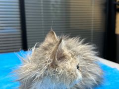 -伟伟宠物医院·CT影像中心·瑞派犬猫综合性门诊(汉口总院)