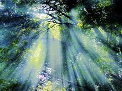 -江西阳明山国家森林公园