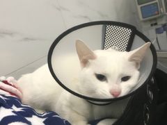 -伟伟宠物医院·CT影像中心·瑞派犬猫综合性门诊(汉口总院)