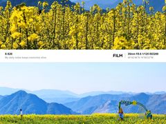 -桑洲油菜花景区