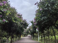 -紫马岭公园