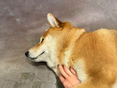 -啡语