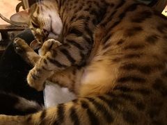 -more than meow吴止猫主题餐厅(承德 中船汇店)