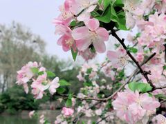 -莫愁湖公园
