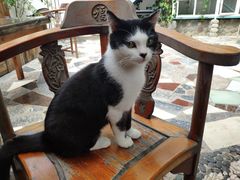 -喵屿·大理花园猫咖