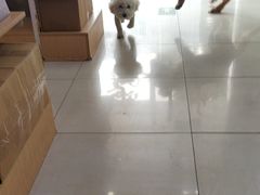 -翊宠yipet猫狗购宠庄园犬舍•猫舍