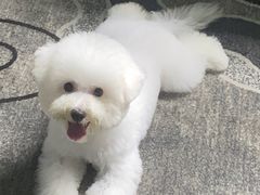 -八公叔叔宠物美容连锁(春申店)