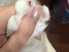 -Pets First伊珊娜洗护·精致美容·家庭式寄养(新会路店)
