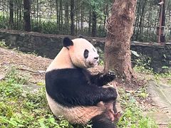 -都江堰中华大熊猫苑