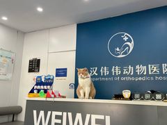 -伟伟宠物医院·CT影像中心·瑞派犬猫综合性门诊(汉口总院)