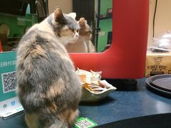 -猫色咖啡·猫咖