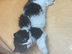 -帕帕拉兹宠物(亚洲旗舰店)