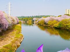 -广东花都湖国家湿地公园