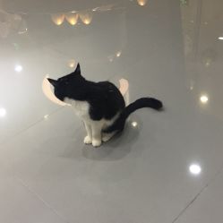 -和良形象