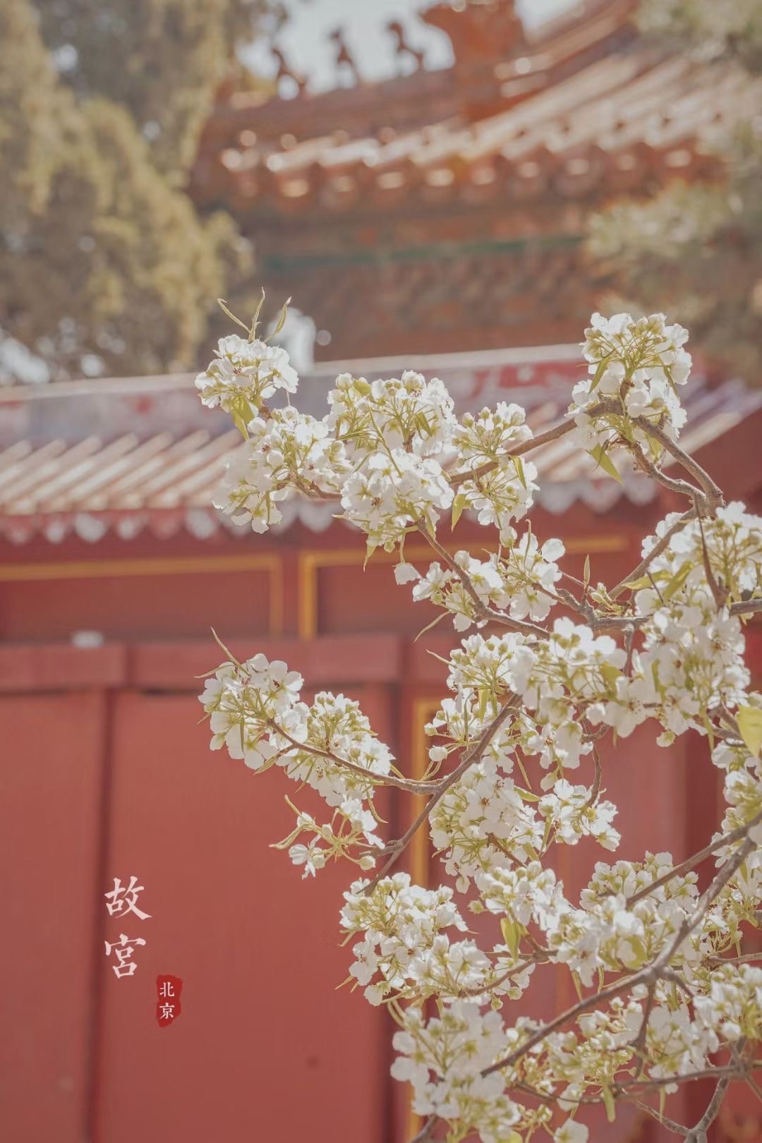 故宫花事 白梨花