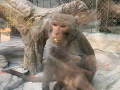 -泉州海丝野生动物世界