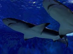 -太平洋海底世界