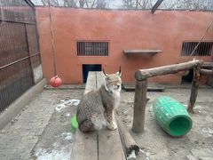 -青藏高原野生动物园