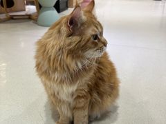 -藏猫猫咖啡主题馆(中央大道店)