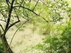 -上海醉白池公园