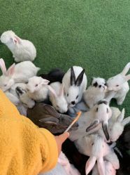 -萌宠亲子动物乐园(槐房万达店)