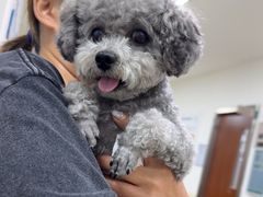 -美联众合动物医院·24h转诊中心