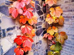 -卧龙堡客栈·中餐厅(古北水镇店)