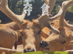 -海南热带野生动植物园