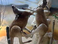 -西霞口神雕山野生动物世界