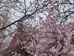 -桃花堤公园