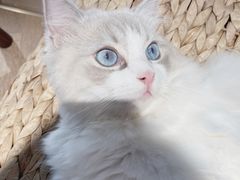 -瞄一喵猫咖(格力海岸店)