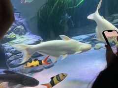 -上海海洋水族馆