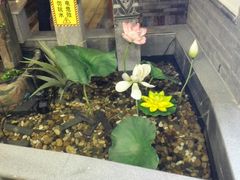 -京鼎轩北京烤鸭(世纪金源店)