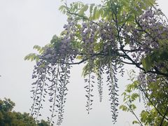 -嘉定紫藤园