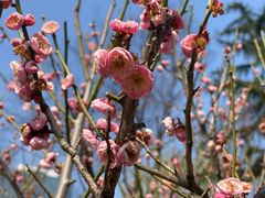-新虹桥中心花园
