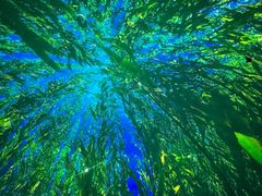 -海合安天津极地海洋公园