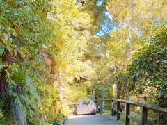 -怀托摩萤火虫洞