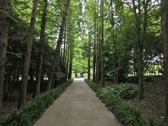 -上海滨江森林公园
