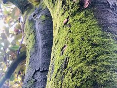 -南岳衡山风景名胜区-南岳大庙