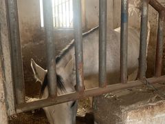 -月河湾马术俱乐部(朝阳店)