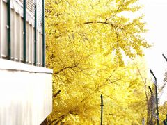 -三里屯东五街银杏大道