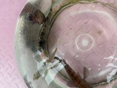 -小猫钓鱼海钓俱乐部(椰梦长廊店)