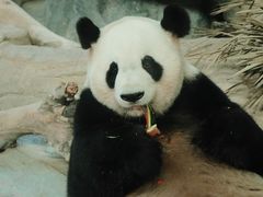 -灵玲国际马戏城