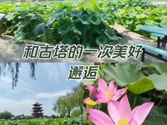 -荷花大观园