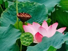 -莲花池公园