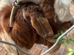 -静之湖湖畔餐厅