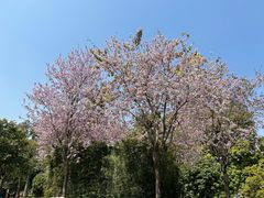 -景田北六街公园宠物主题园
