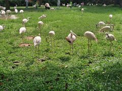 -广州长隆飞鸟乐园
